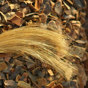 Frangula alnus, Faulbaum, gefärbte Haare
