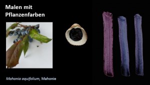 Malen mit Pflanzenfarben aus Färbepflanzen - Mahonia aquifolium - Gewöhnliche Mahonie