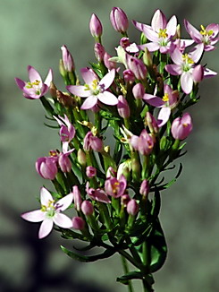 Centaurium erythraea, Tausendgüldenkraut, Färberpflanze, Artenschutz