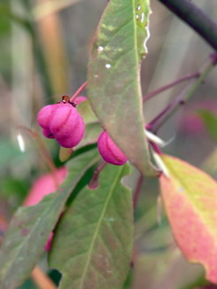 Euonymus europaea, Pfaffenhütchen, Färbepflanze