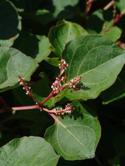 Fallopia japonica, Japanischer Staudenknöterich, Färberpflanze, Färbepflanze, Pflanzenfarben,  färben