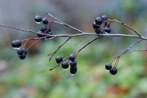 Aronia melanocarpa, Schwarze Apfelbeere, Färberpflanze, Färbepflanze
