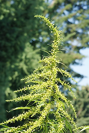 Datisca cannabina, Scheinhanf, Färberpflanze