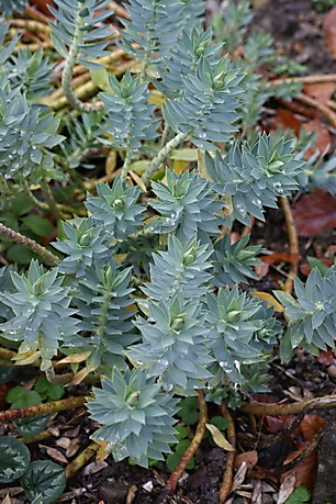 Euphorbia rigida, Steife Wolfsmilch, Färberpflanze