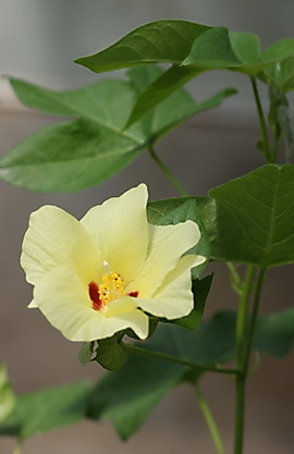 Blüte der baumartigen Baumwolle, Gossypium herbaceum