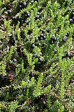 Krähenbeere, Empetrum nigrum, Färberpflanze, Färbepflanze