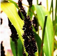Sorghum bicolor, Mohrenhirse,Färberpflanze, Färbepflanze