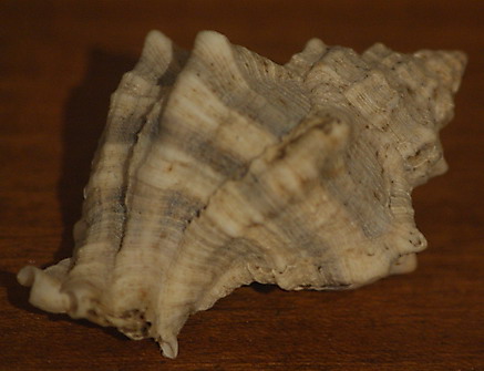 Hexaplex trunculus, Purpurschnecke
