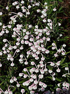 Arctostaphylos uva-ursi, Färberpflanze, Artenschutz