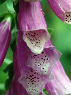 Digitalis purpurea, Fingerhut, Färbepflanze