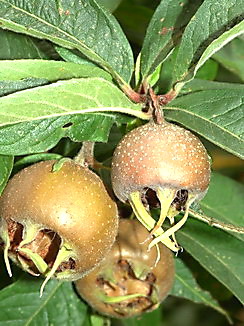 Mespilus germanica, Mispel, Färberpflanze, Färbepflanze