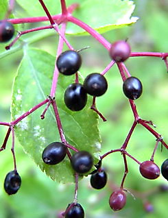 Schwarzer Holunder, Sambucus nigra, Färberpflanze, Färbepflanze